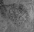 Image of the same fingerprint of the previous photograph with the currency details removed - leaving only the fingerprint